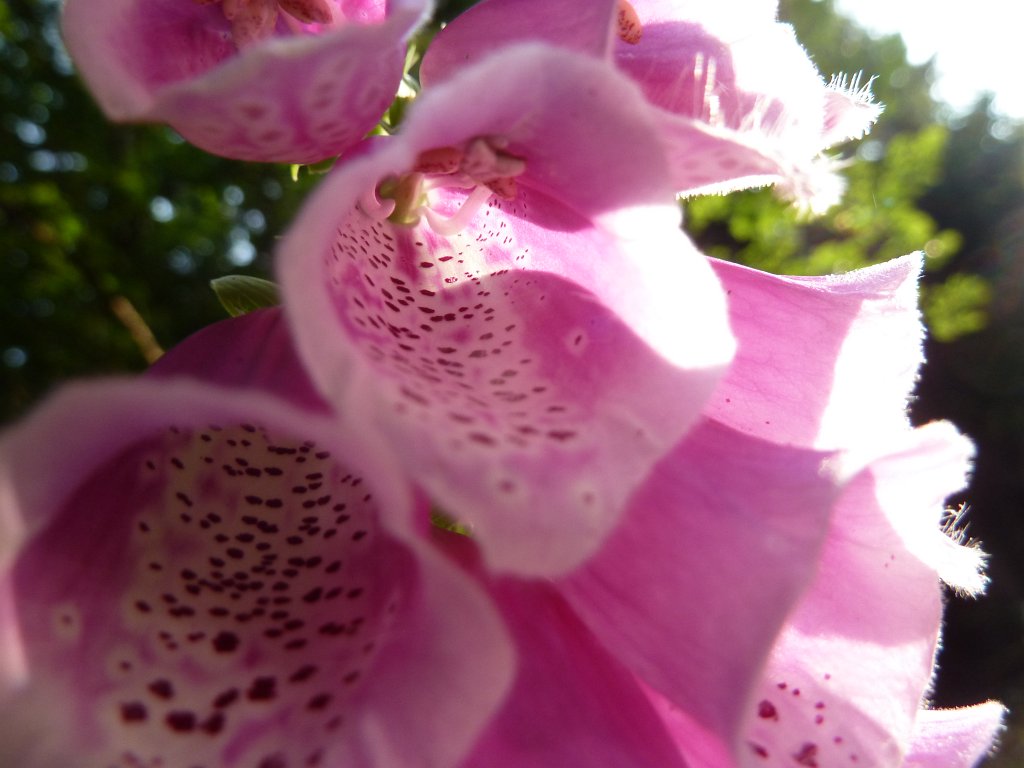P1100221.JPG -  Foxglove  ( Fingerhut )