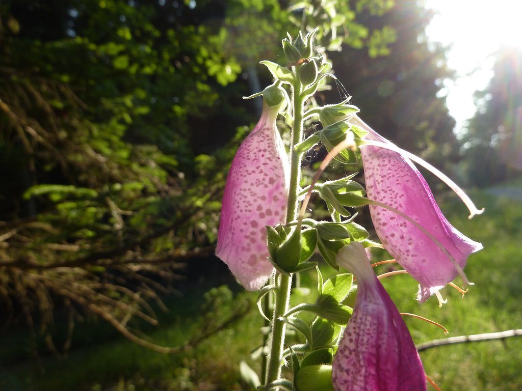 P1100223.JPG -  Foxglove  ( Fingerhut )