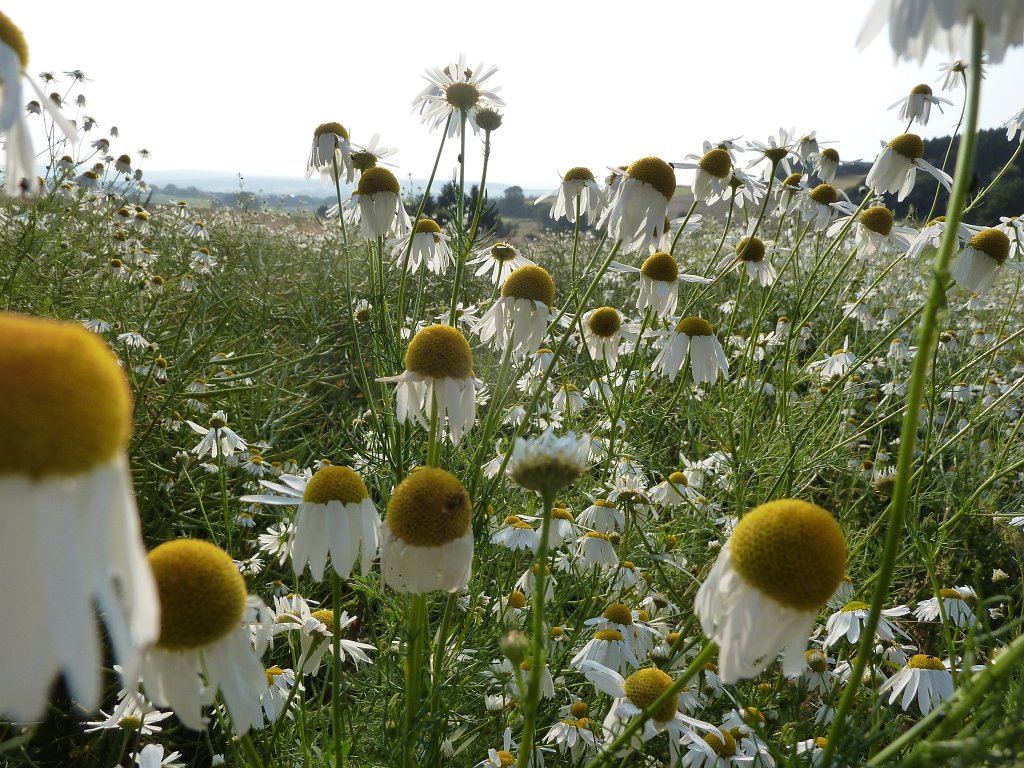 P1100231.JPG -  Mayweed  ( Kamille )