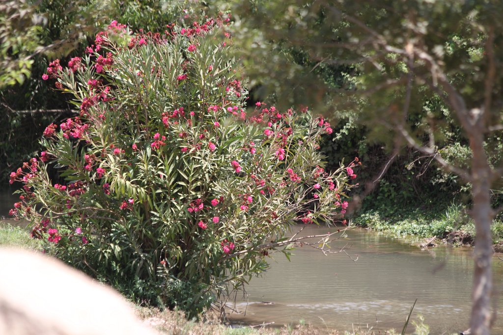 IMG_5380.JPG - Beautiful Tzipori Stream