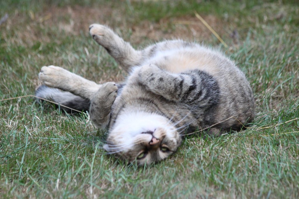 IMG_5443.JPG - Relaxing cat