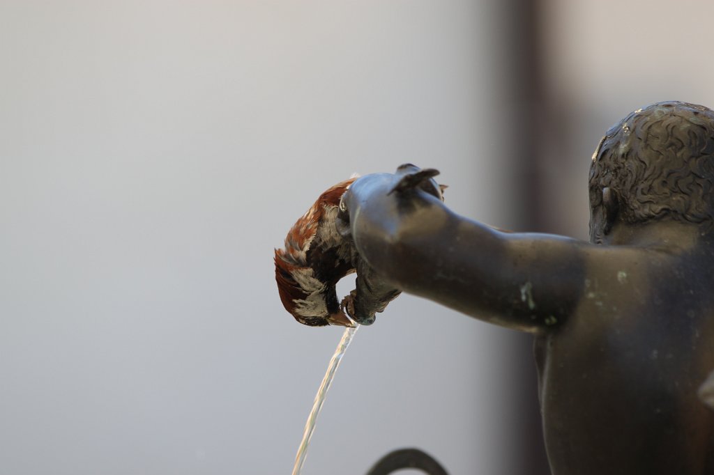 IMG_5907.JPG - Drinking bird