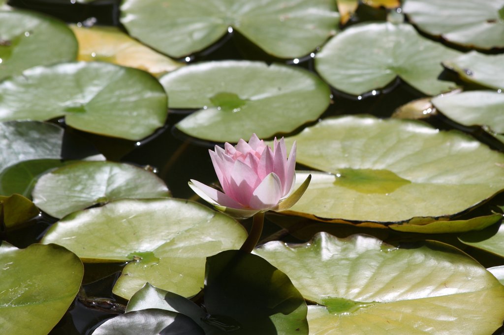 IMG_6405.JPG -  Water lily 
