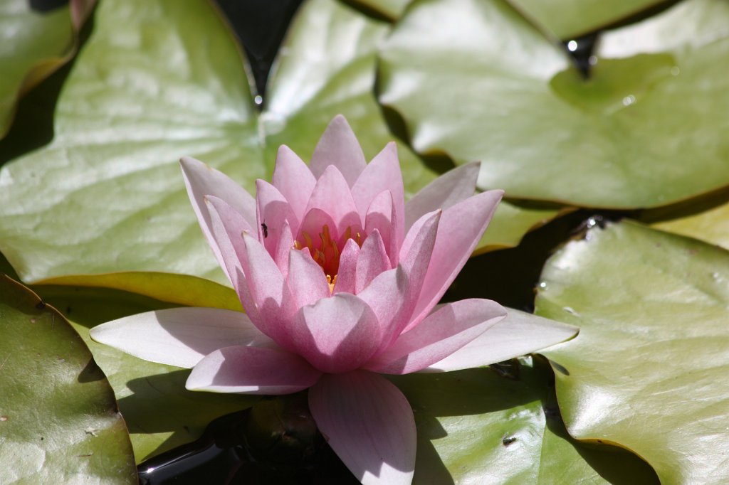 IMG_6406.JPG -  Water lily 