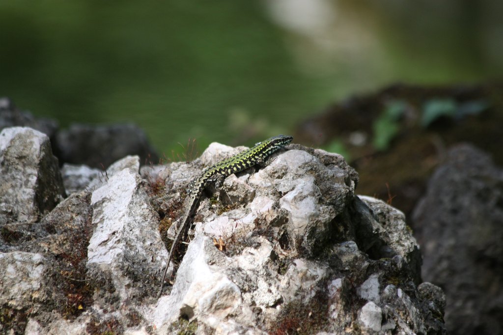 IMG_6411.JPG - Lizard