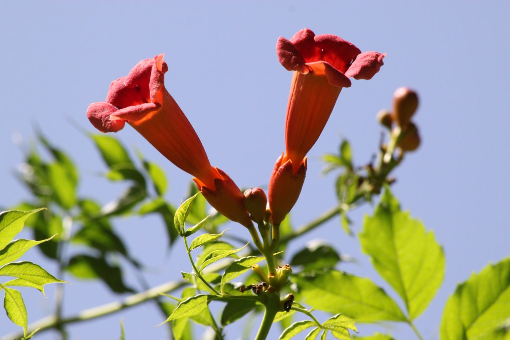 IMG_6433.JPG -  Amaryllis Belladonna 