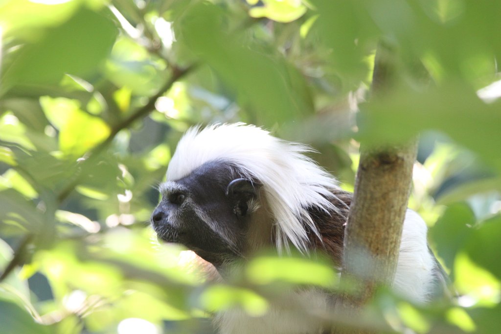 IMG_7430.JPG -  White-eyelid mangabey .  Zoological Garden Rome  ( Bioparco ).