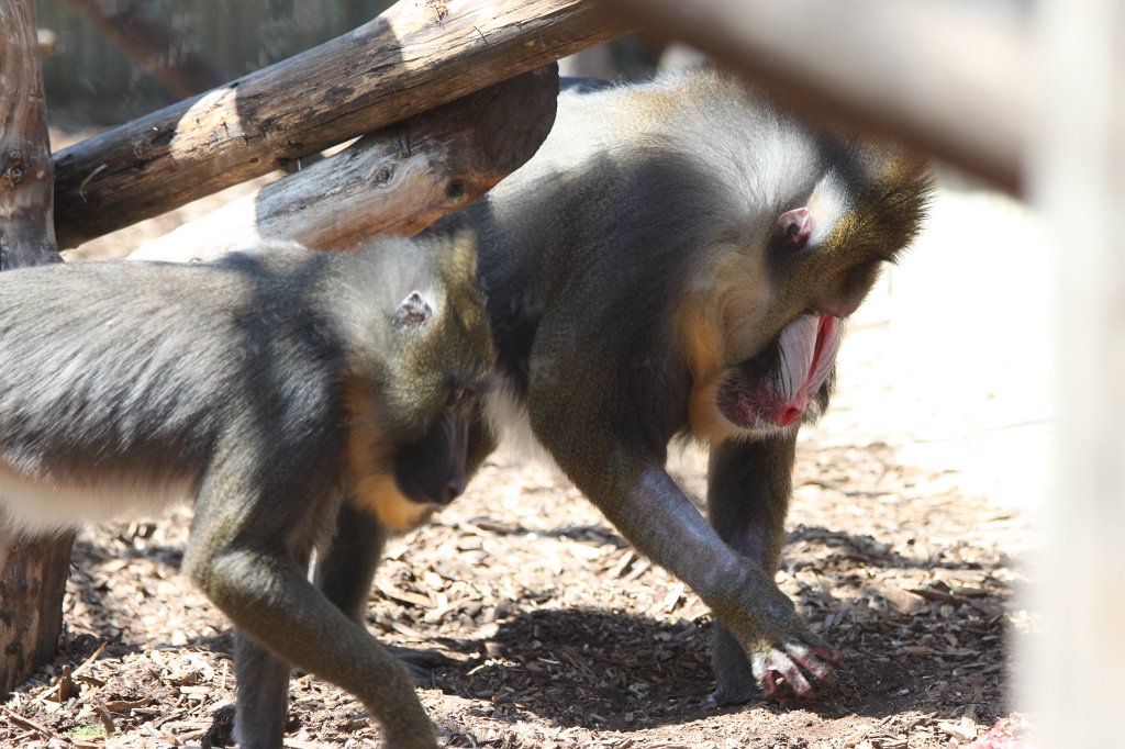 IMG_7475.JPG -  Mandrill .  Zoological Garden Rome  ( Bioparco ).