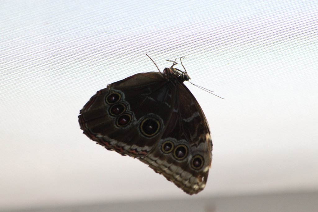IMG_7585.JPG -  Butterfly .  Zoological Garden Rome  ( Bioparco ).