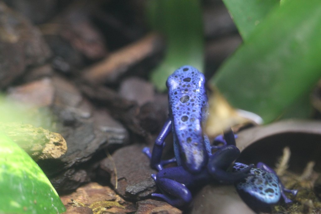 IMG_7718.JPG - Blue frog.  Zoological Garden Rome  ( Bioparco ).