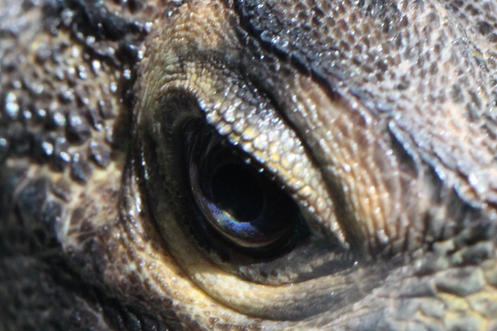 IMG_7723.JPG -  Lizard .  Zoological Garden Rome  ( Bioparco ).