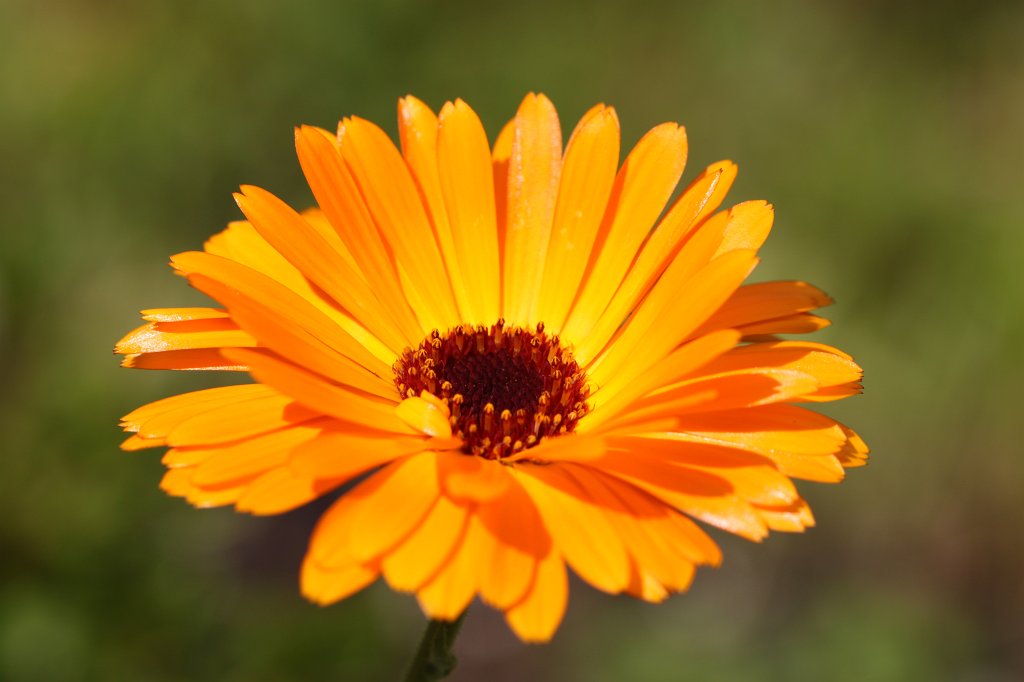 IMG_7768.JPG -  Golden Aster  ( Gold-Aster )