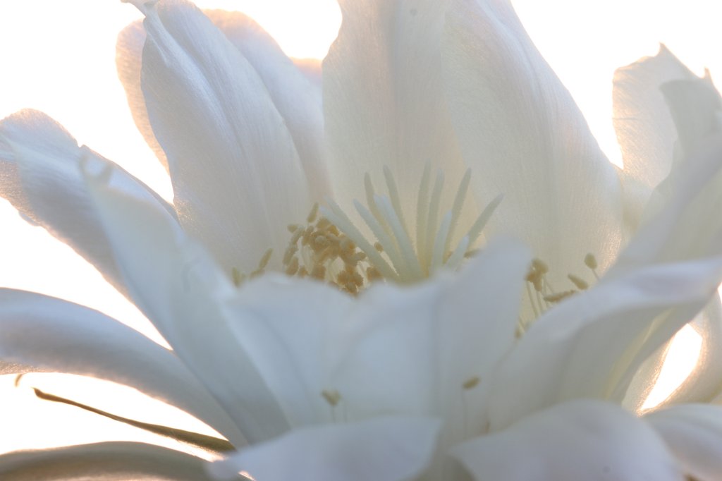 IMG_7955.JPG - Cactus flower