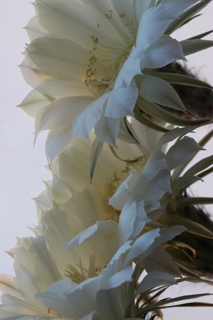 IMG_7983.JPG - Cactus flower