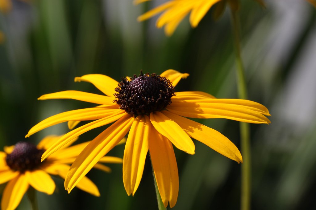 IMG_8062.JPG -  Sonnenhut 