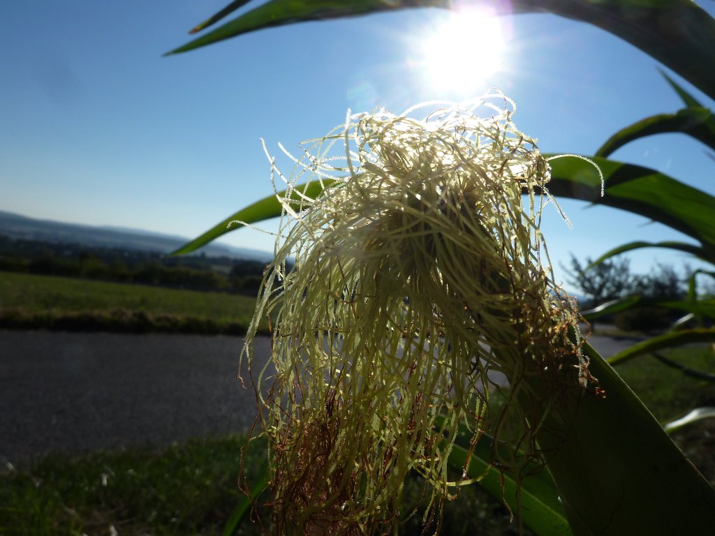 P1100729.JPG -  Maize 
