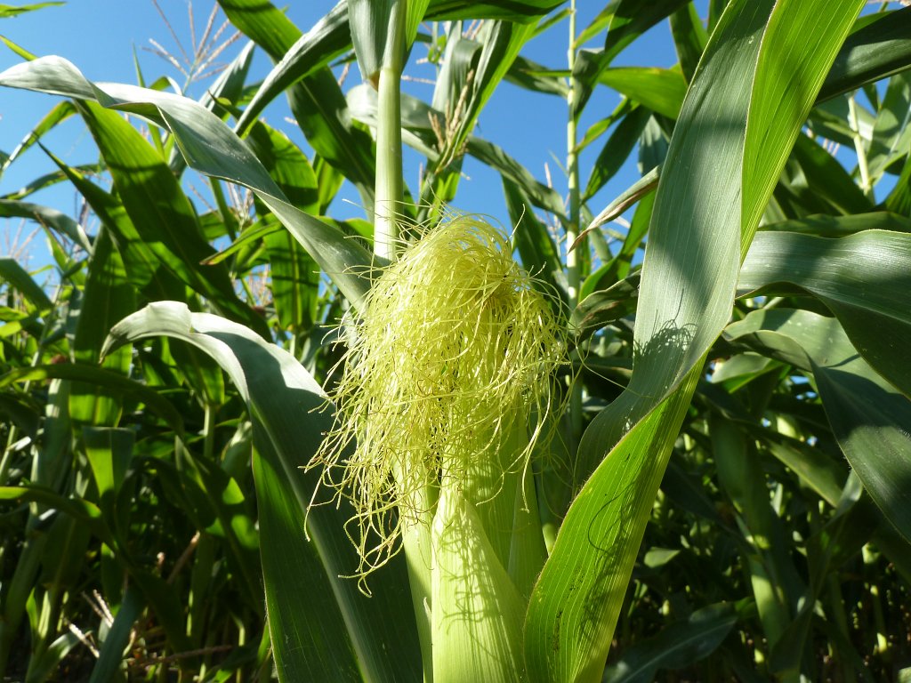 P1100731.JPG -  Maize 