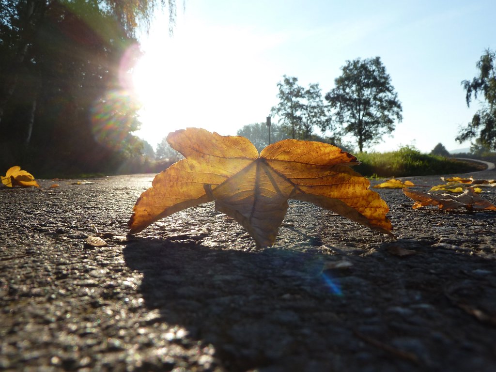 P1100783.JPG - Fallen leaf in the sun