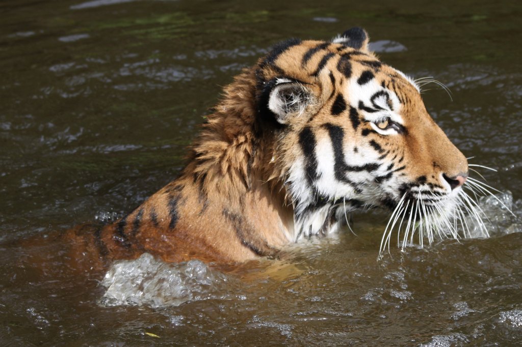 IMG_8157.JPG -  Siberian tiger 