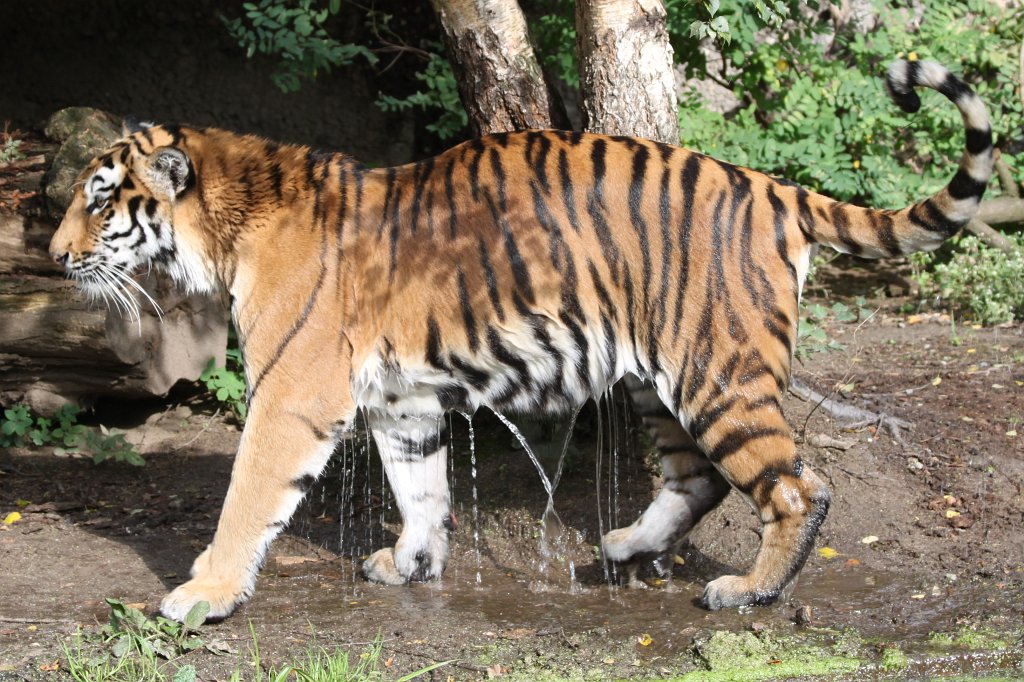 IMG_8160.JPG -  Siberian tiger 