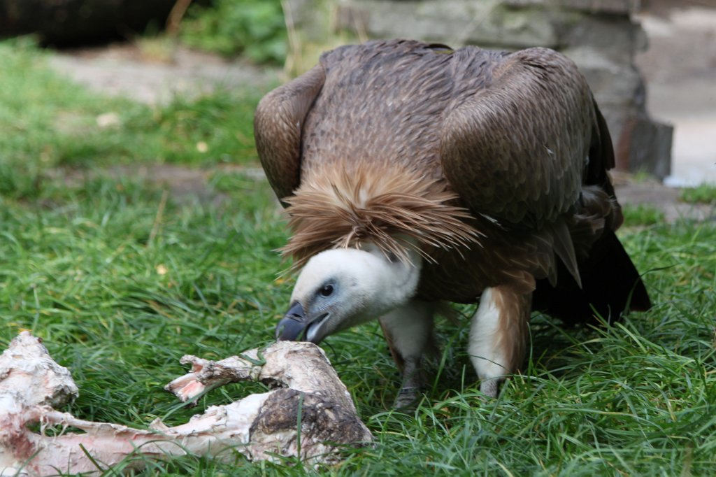 IMG_8222.JPG -  Griffon Vulture  ( Gänsegeier )