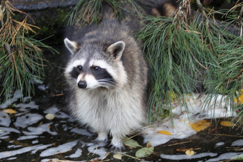 IMG_8263.JPG -  Raccoon  ( Waschbär )