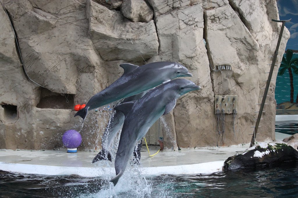 IMG_8275.JPG -  Dolphin  ( Delfin )