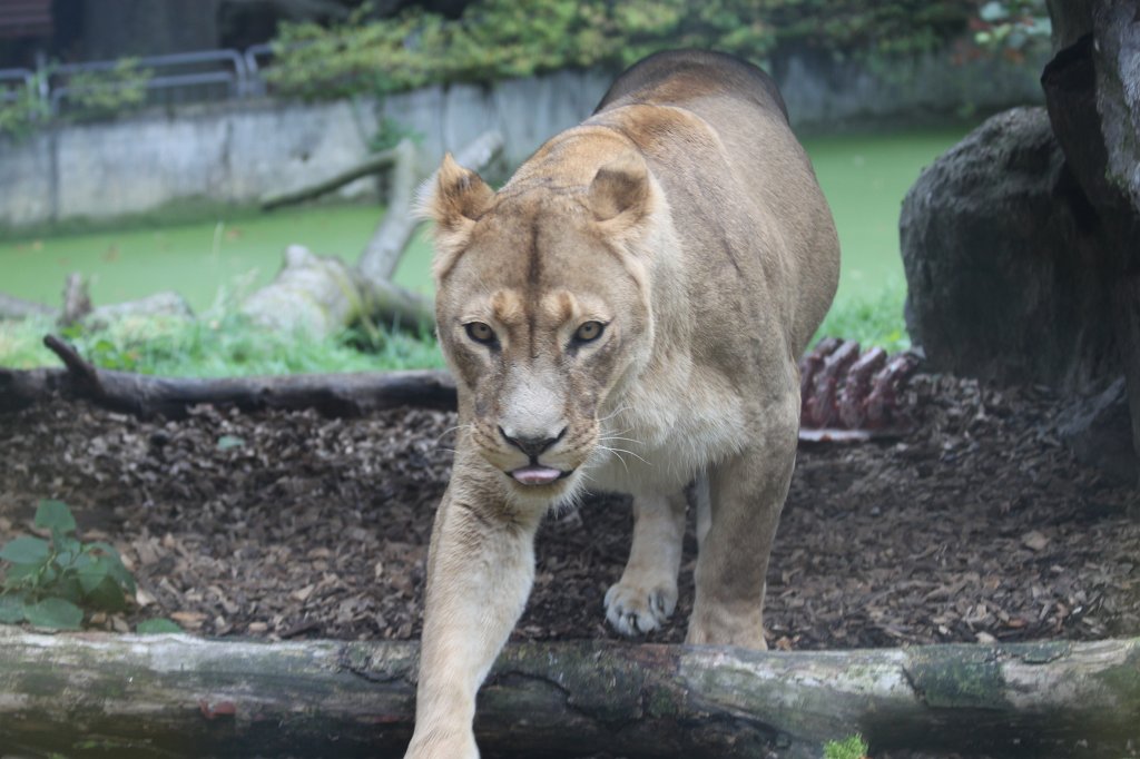 IMG_8314.JPG -  Lion  ( Löwe )