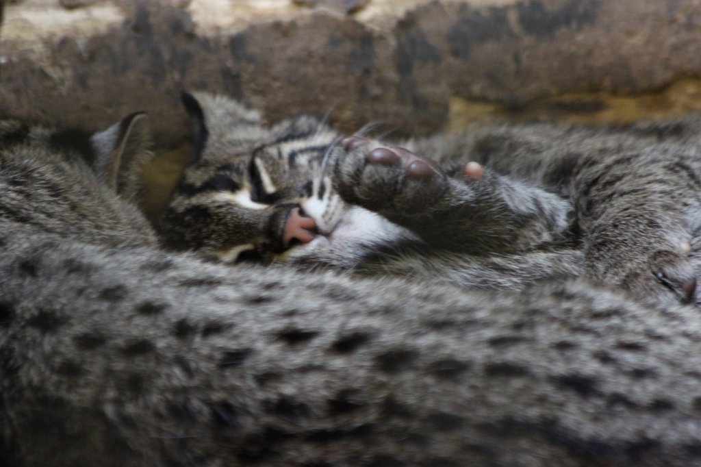 IMG_8315.JPG -  European wildcat  ( Europäische Wildkatze )
