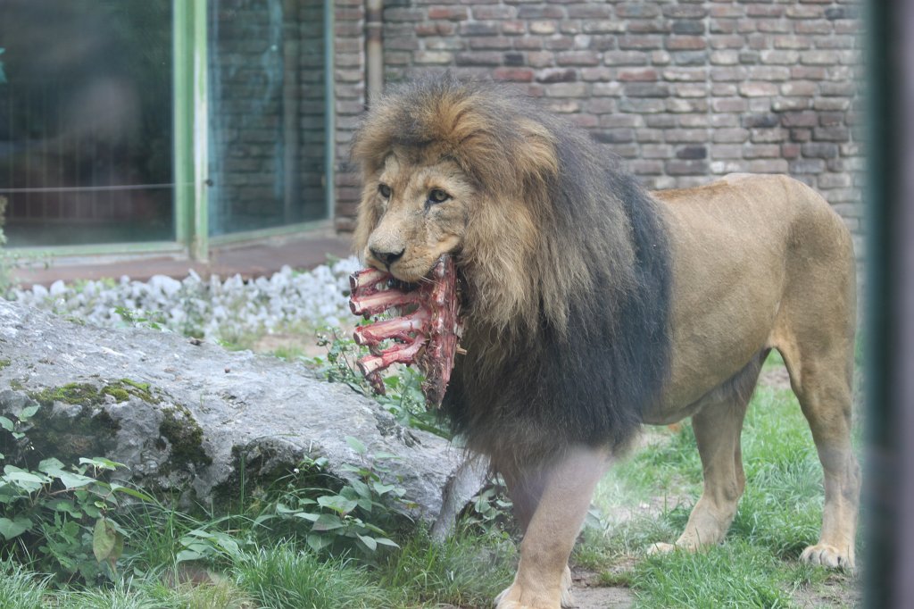 IMG_8318.JPG -  Lion  ( Löwe )