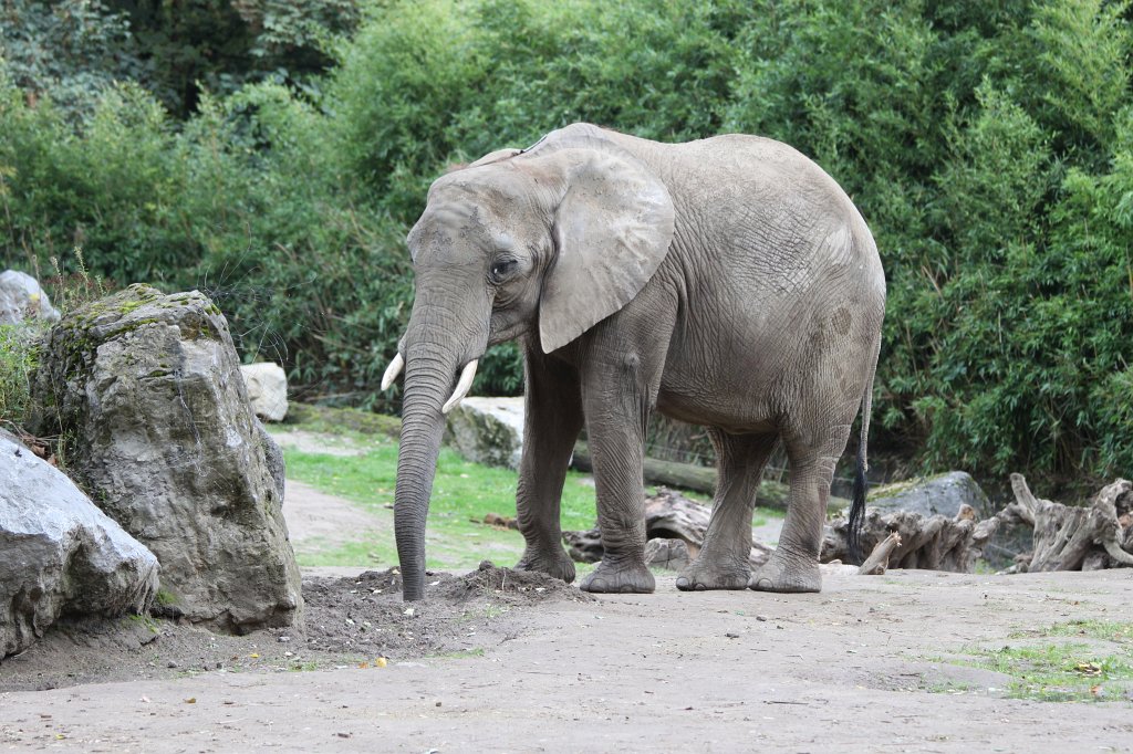 IMG_8321.JPG -  Elephant  ( Elefant )