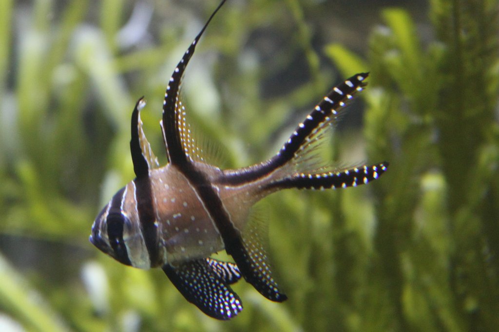 IMG_8326.JPG -  Banggai cardinalfish 