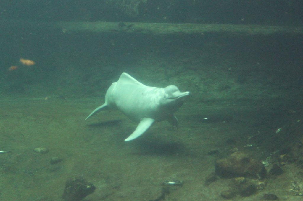 IMG_8328.JPG -  Amazon river dolphin  ( Amazonasdelfin )