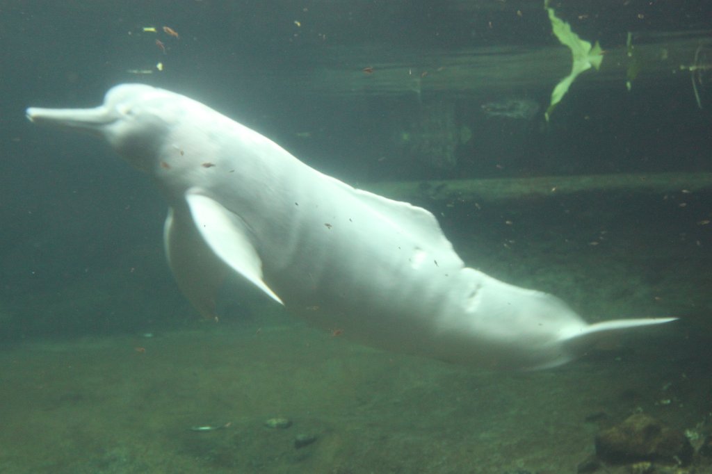 IMG_8330.JPG -  Amazon river dolphin  ( Amazonasdelfin )