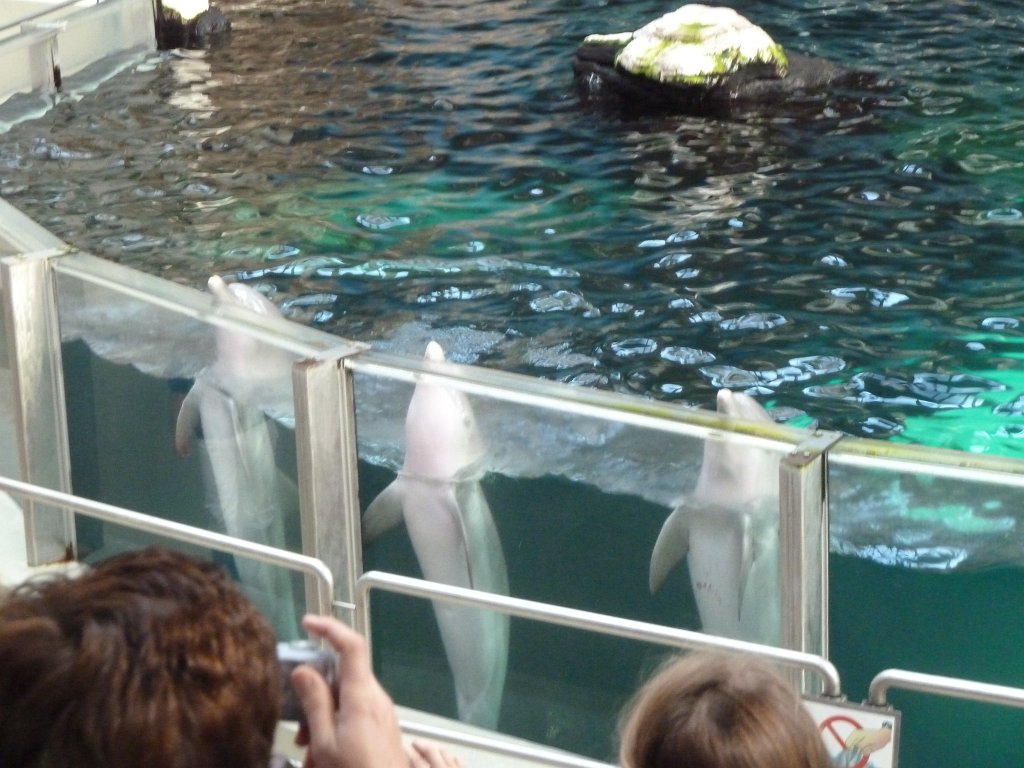 P1100840.JPG -  Dolphin  ( Delfin )