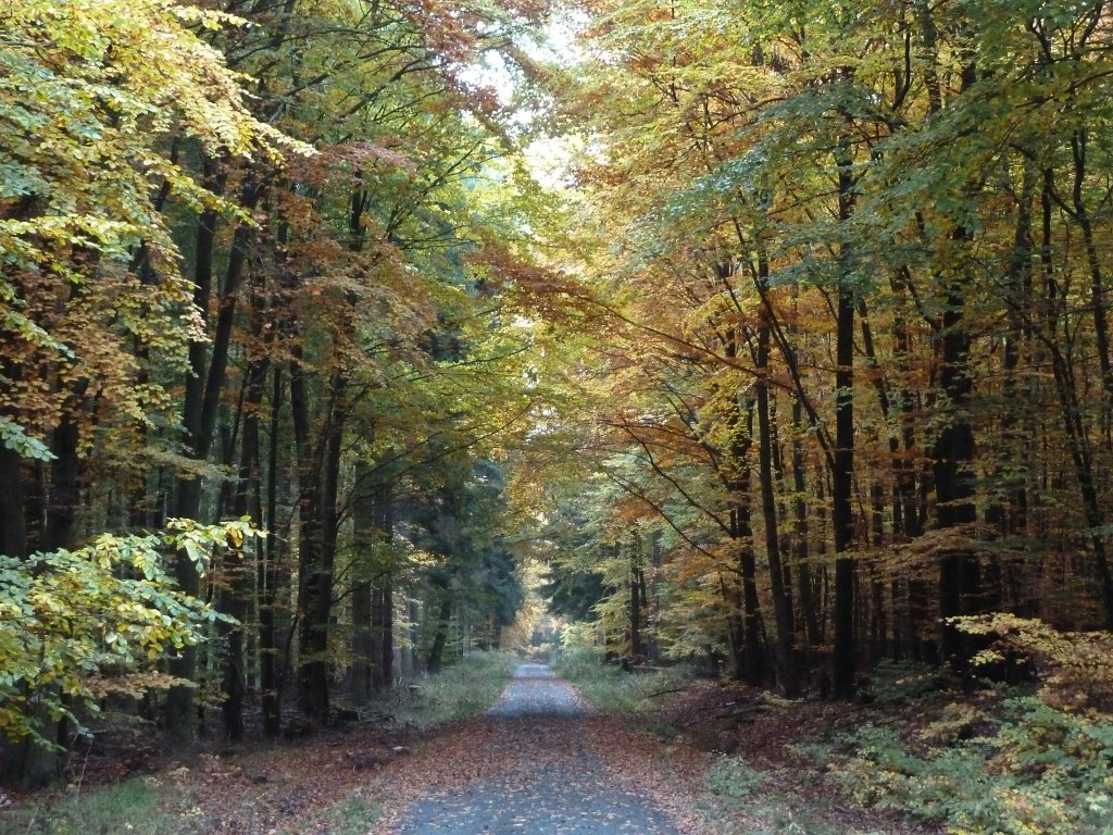 P1100923.JPG - Autumn in the forest