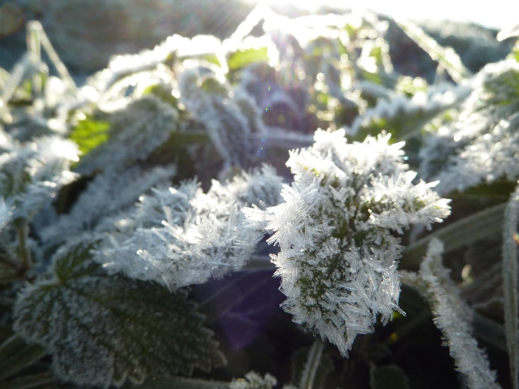 P1110027.JPG - Hoar frost on leaves