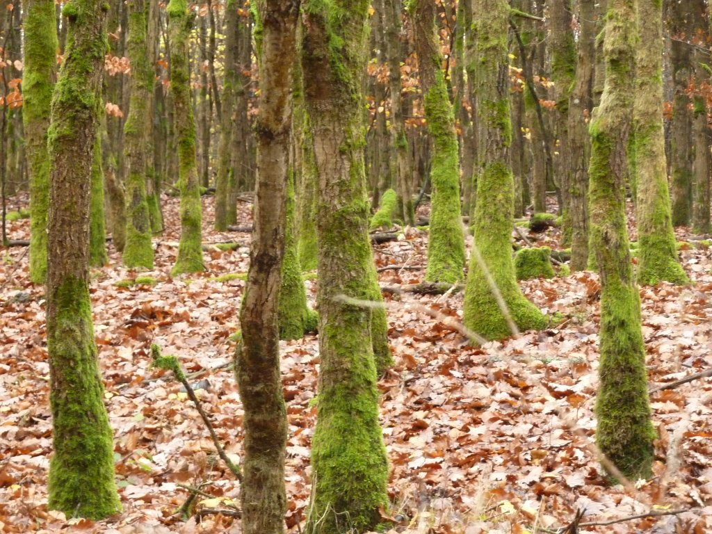 P1110058.JPG - Moss woods
