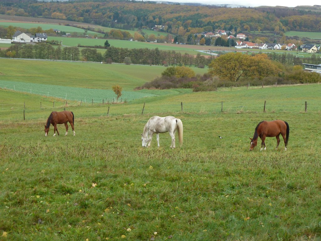 P1110069.JPG - Horses