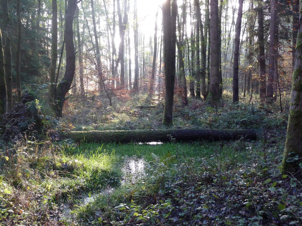 P1110081.JPG - Flow in the woods