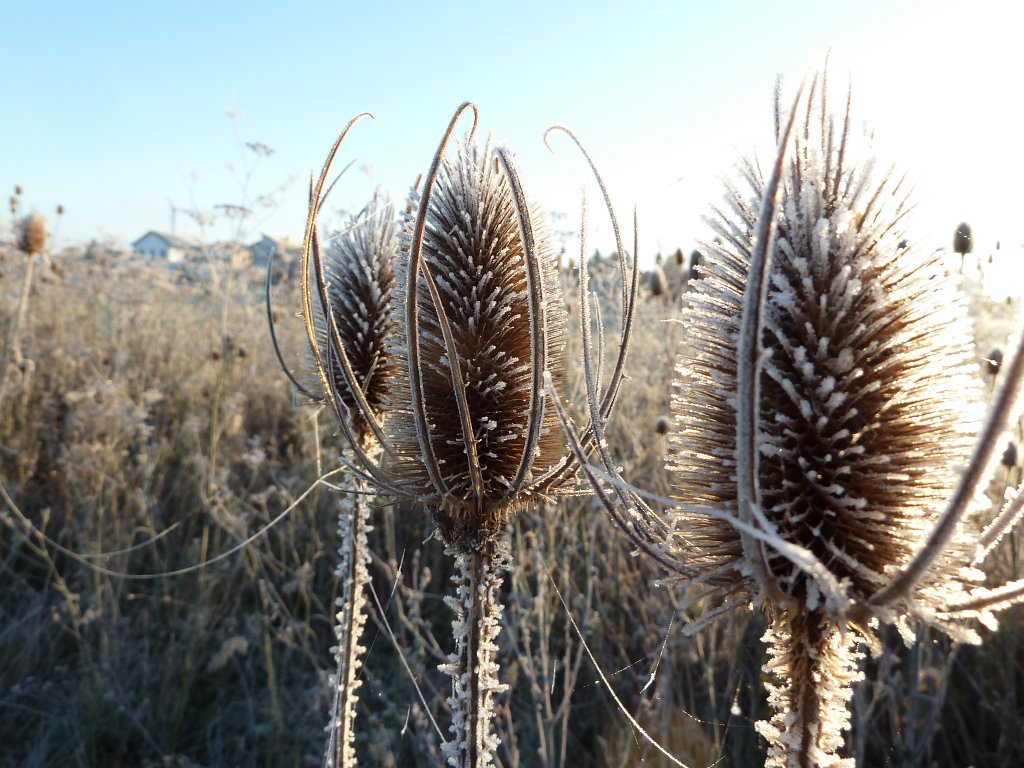 P1110084.JPG -  Wild teasel  ( Wilde Karde ) frozen
