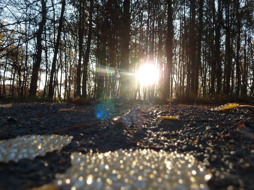 P1110095.JPG - Wet leaf