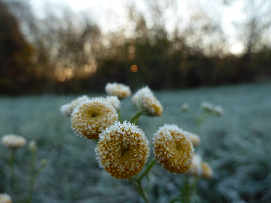 P1110132.JPG - Frozen  Golden Buttons  ( Rainfarn )