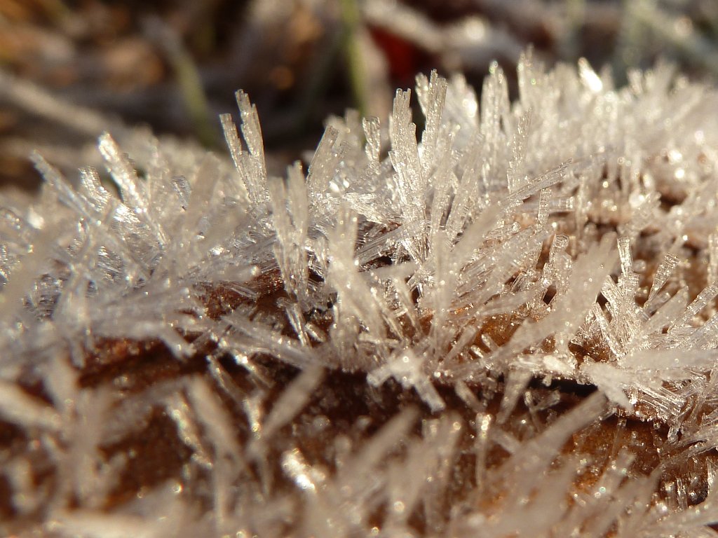 P1110231.JPG - Ice needles on leaf