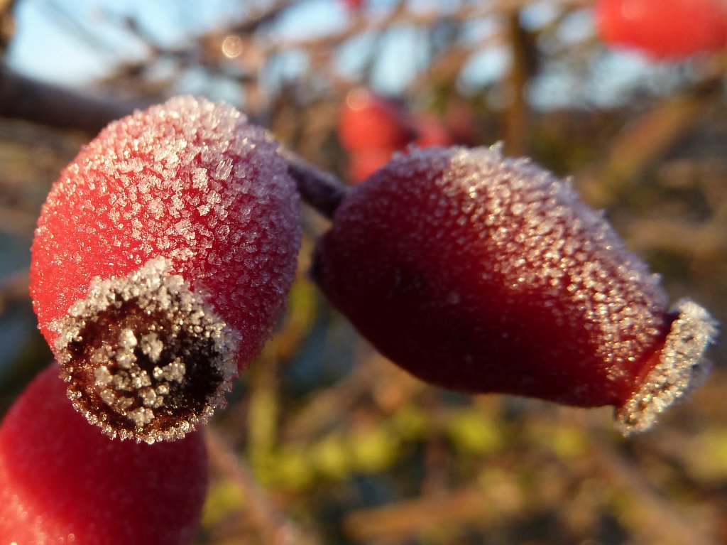 P1110268.JPG - Frosted fruits