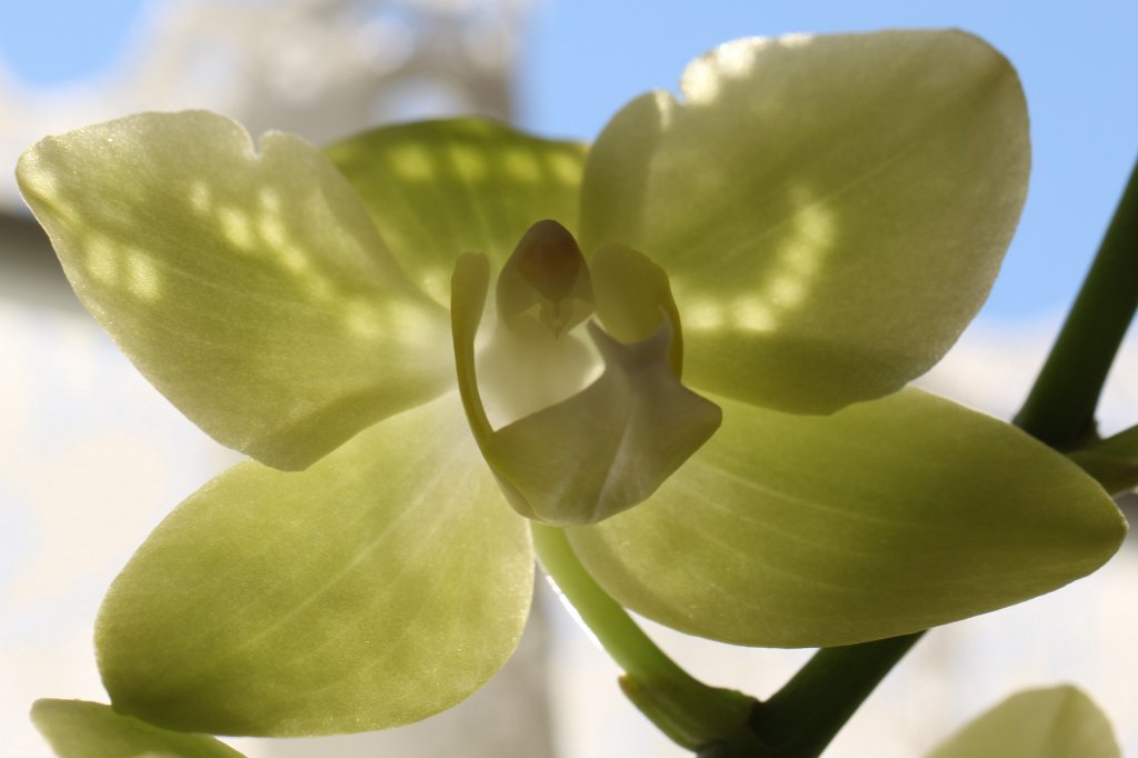 IMG_8578.JPG - Orchid