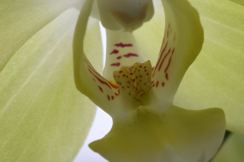 IMG_8579.JPG - Orchid