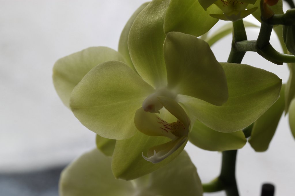 IMG_8583.JPG - Orchid