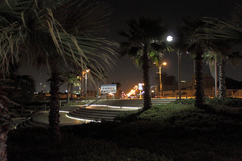 IMG_8891_1.JPG - Palms at night