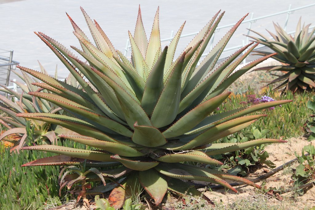 IMG_8988.JPG - Cactus